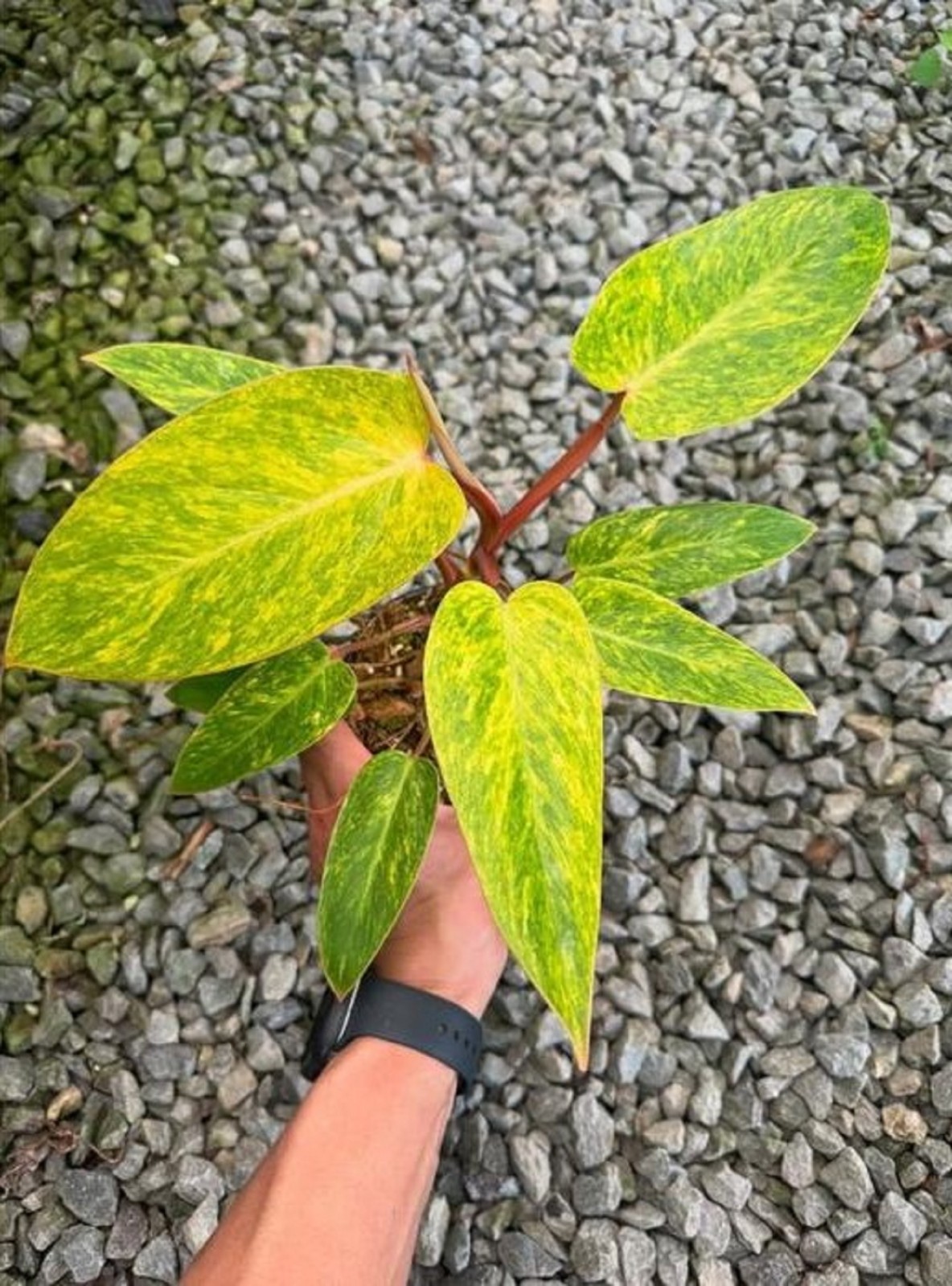 Philodendron Painted Lady Rare Variegated Aroid Bright Lime Foliage