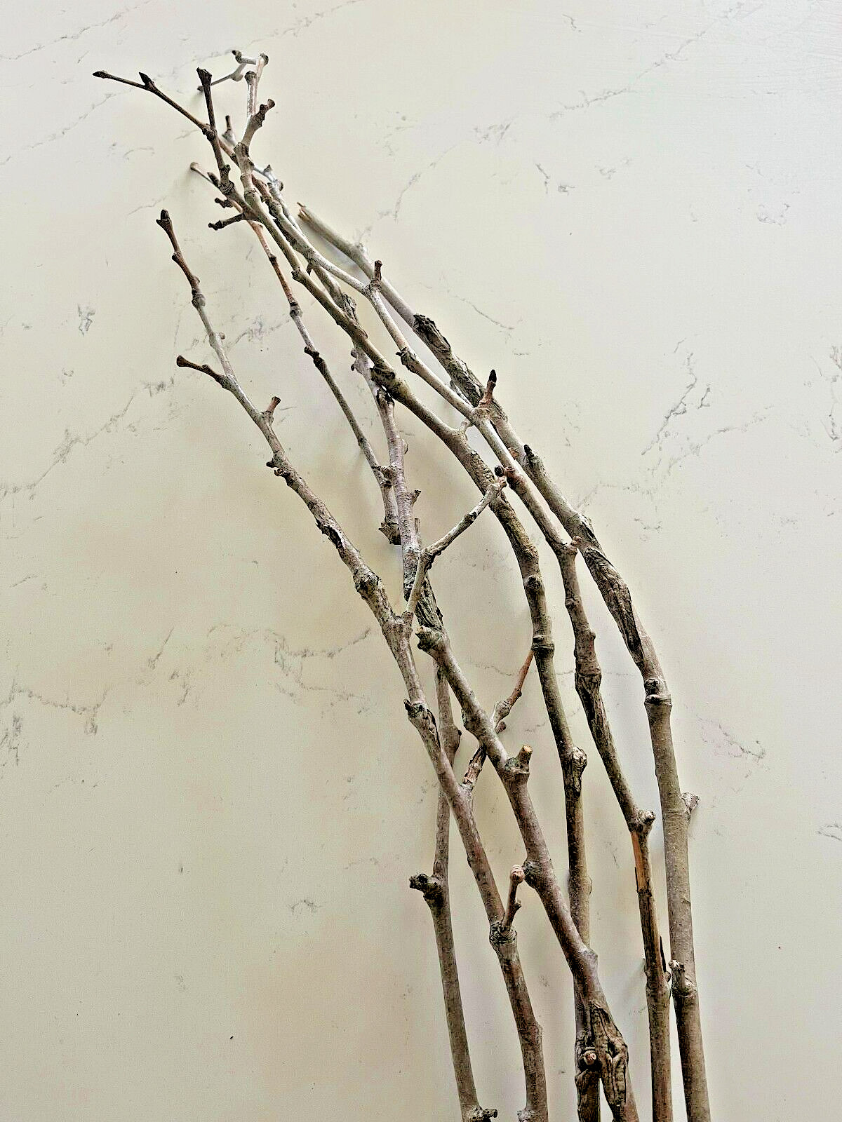 Rare American Sycamore Twigs Tennessee Champion Tree – One of a Kind Home Decor