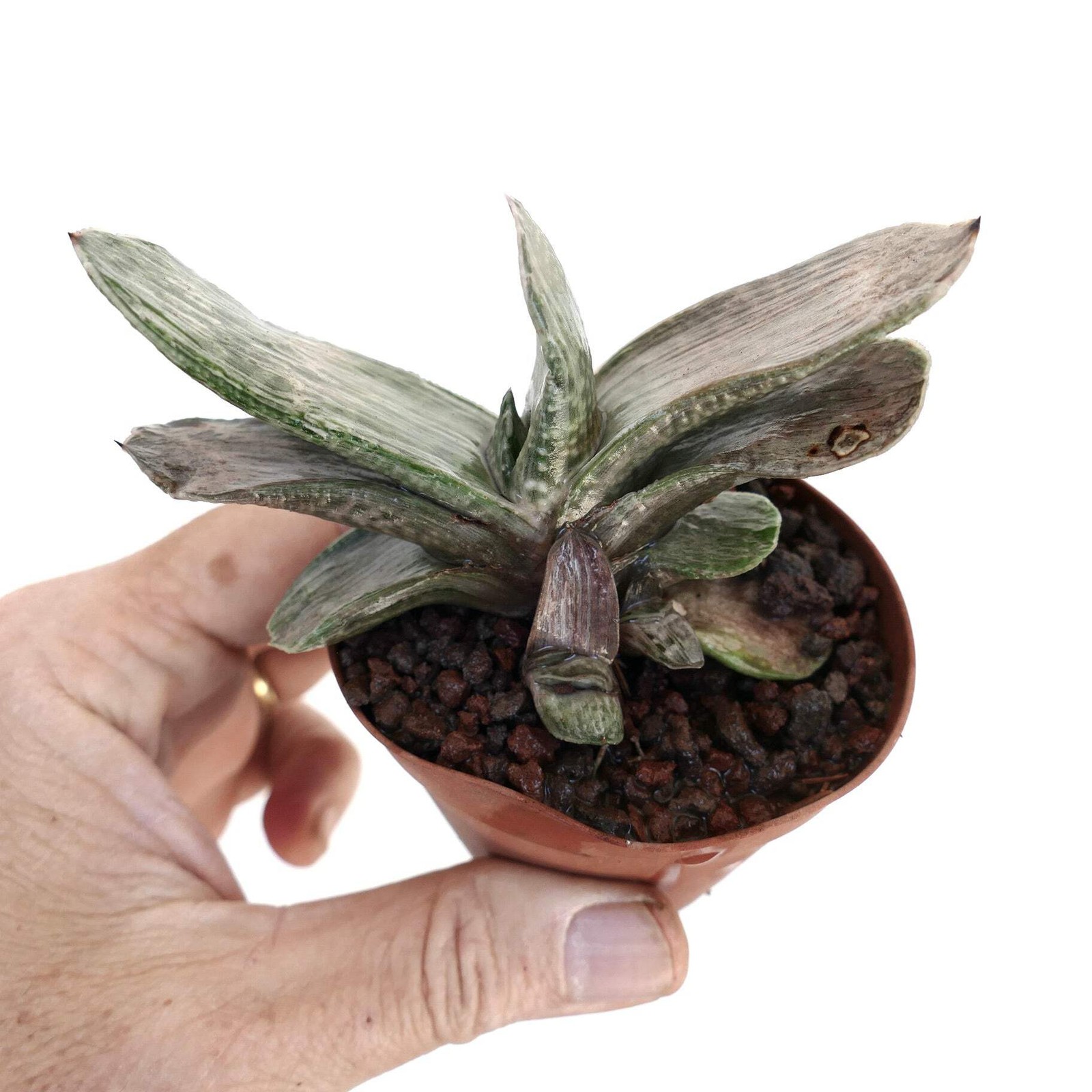 Gasteria cv ‘Marmorata’ – Ox tongue | Lawyer’s tongue