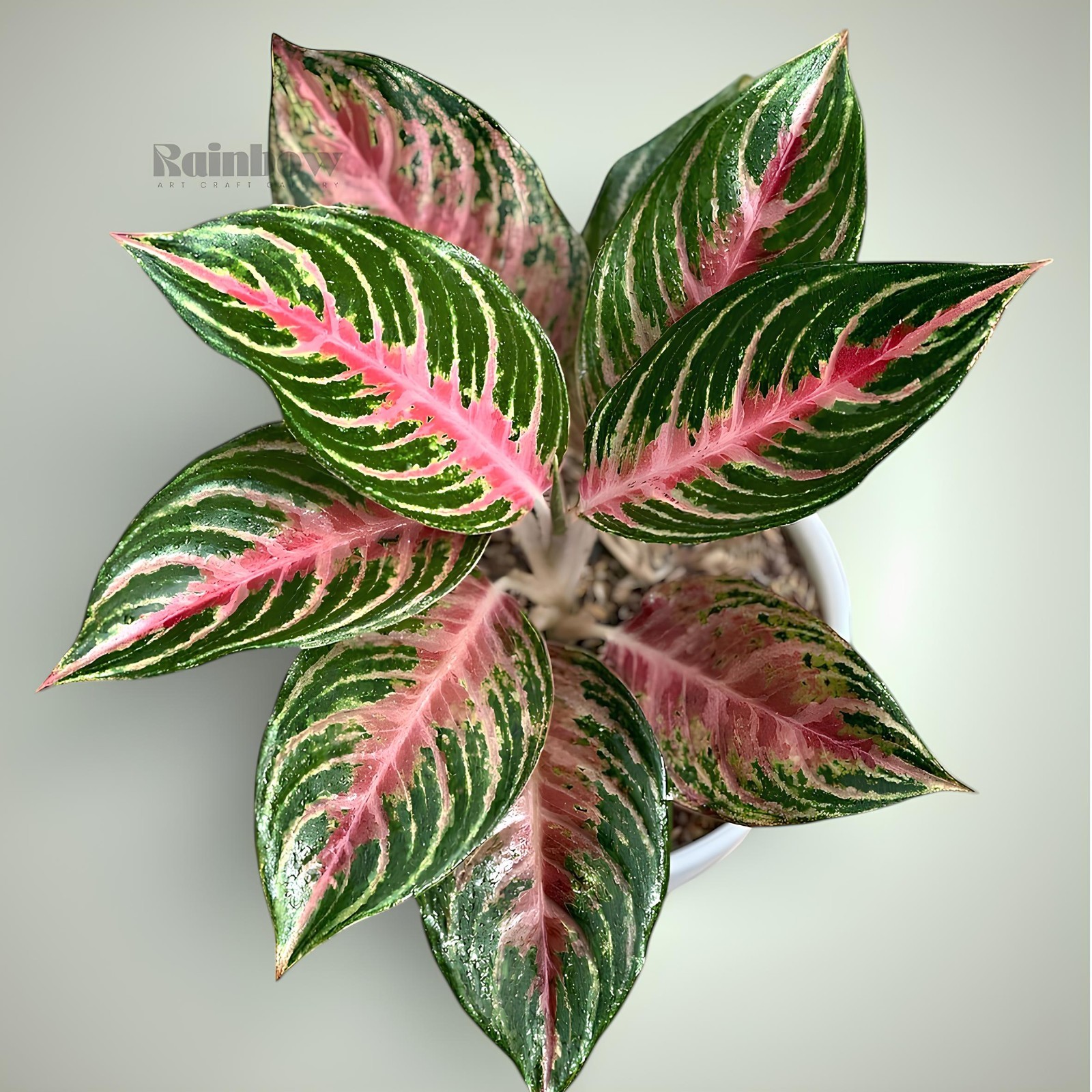 Aglaonema Pink Beauty Beatiful Ornamental Plant