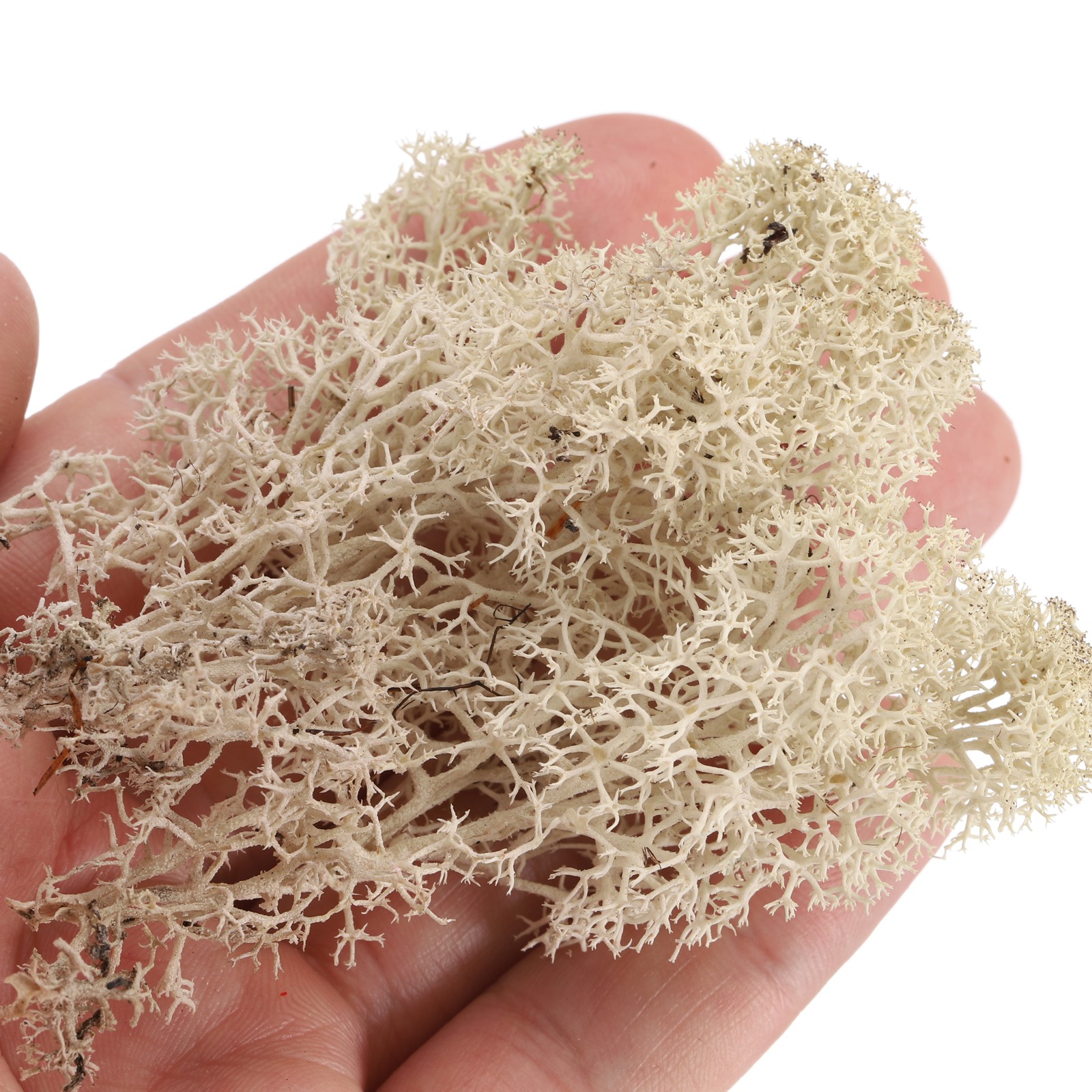 0.35 OZ Moss Preserved Moss Artificial Moss for Craft Floral Chartreuse