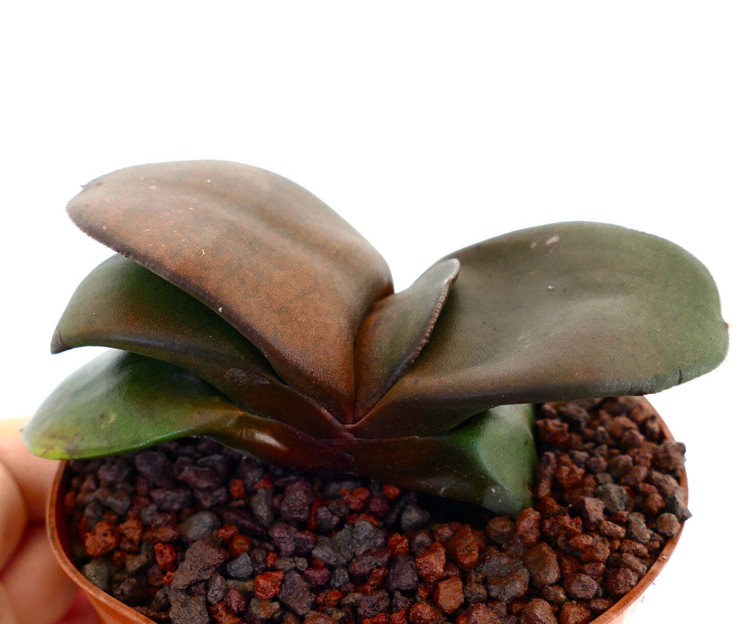Gasteria pillansii cv 滑らか肌 GIANT LEAVES – Namaqua gasteria | Pillans’ gasteria