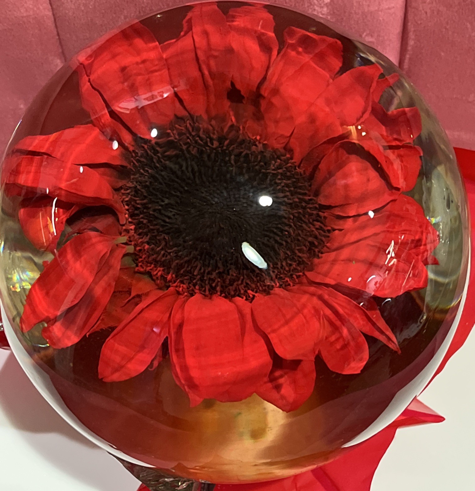 Vtg. Red Eternal Real Gerber Daisy Preserved Ball In Water Dome/Globe; Lg 6”-7”