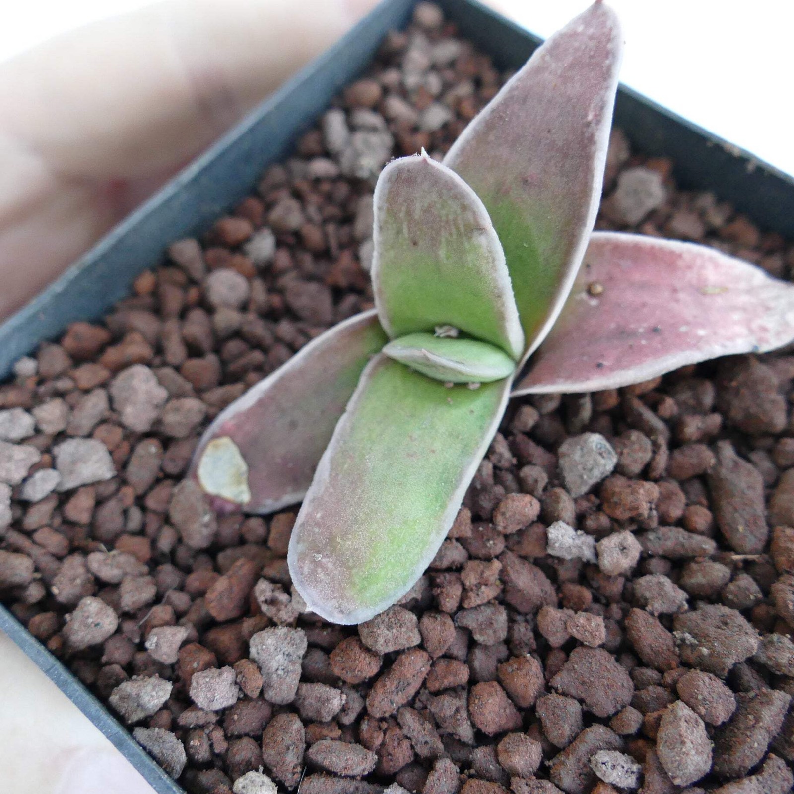 Gasteria cv NAKANO 中野 WITH OFFSET – Ox tongue | Lawyer’s tongue