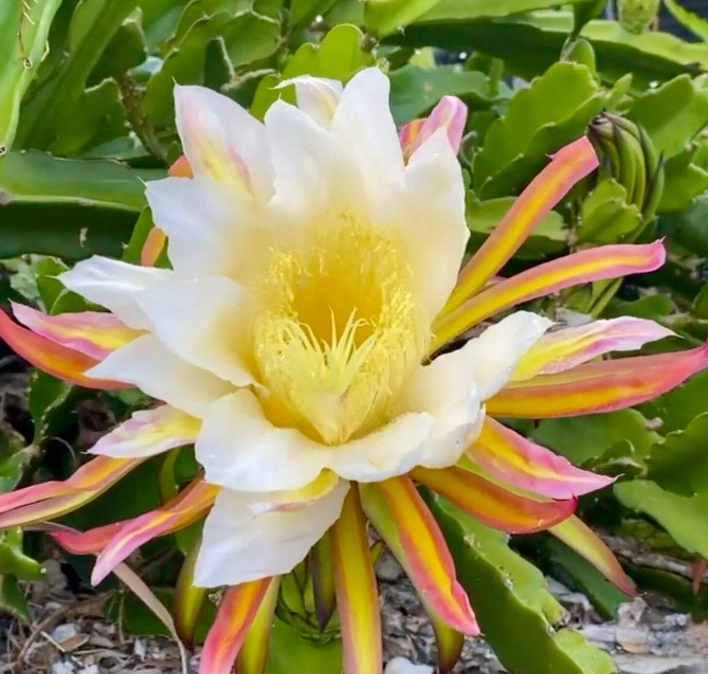 Hylocereus undatus SEEDS – Dragon fruit | Pitaya