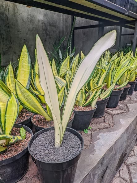 Sansevieria Beauty Queen Rare Tropical Snake Plants