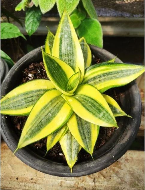 Sansevieria Golden Honey Uniqe Snake Plant