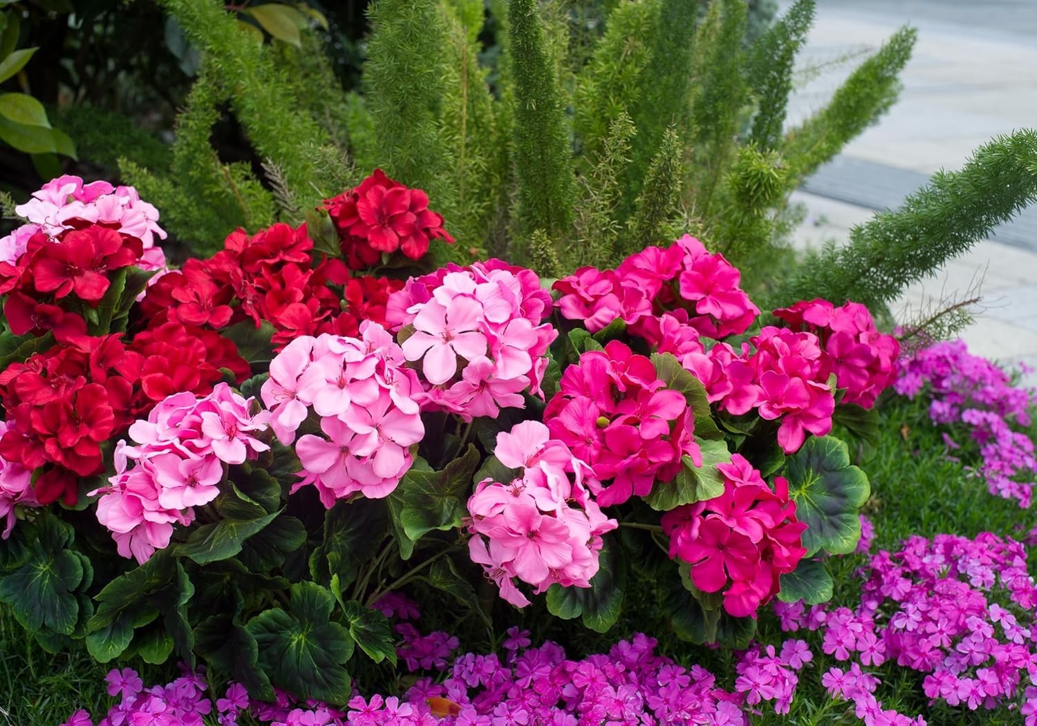 Artificial Geraniums 19” Silk Flowers Hanging Basket Home Decor Red