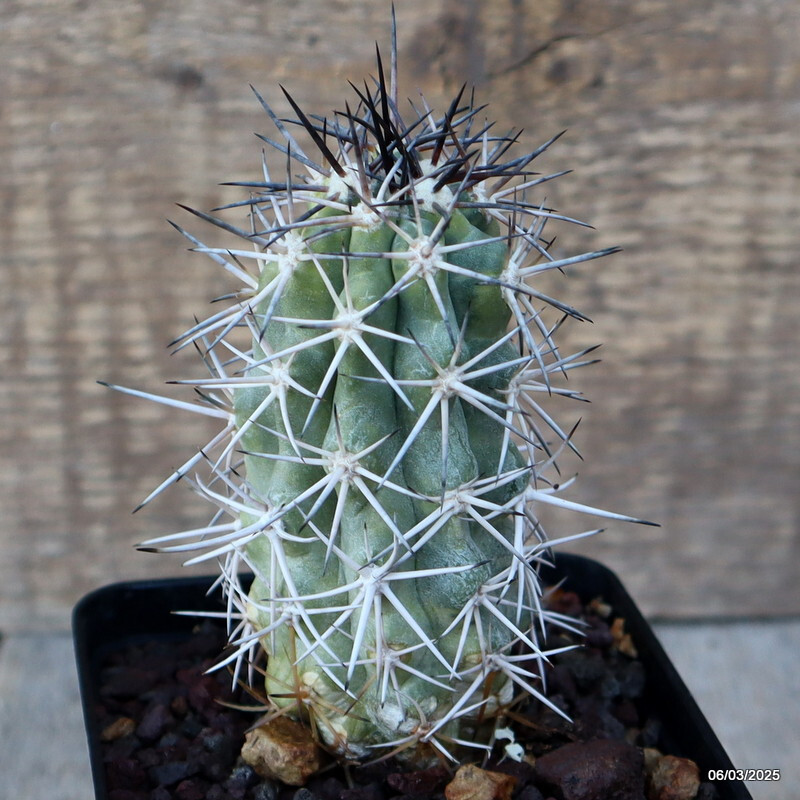 A4151 COPIAPOA WAGENKNECHTII VARIEGATED pot 9 cm H 9,5 cm W 5,5 cm MaMa Cactus