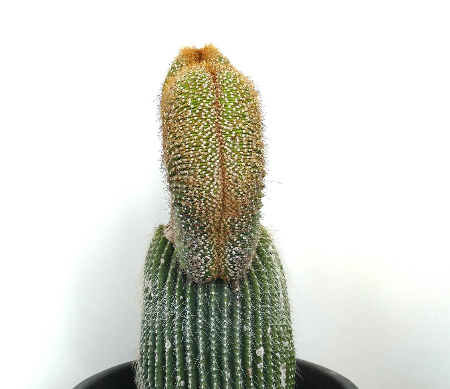 Carnegiea polylopha SAGUARO CRESTED 50x32cm – OLD SPECIMEN WILD