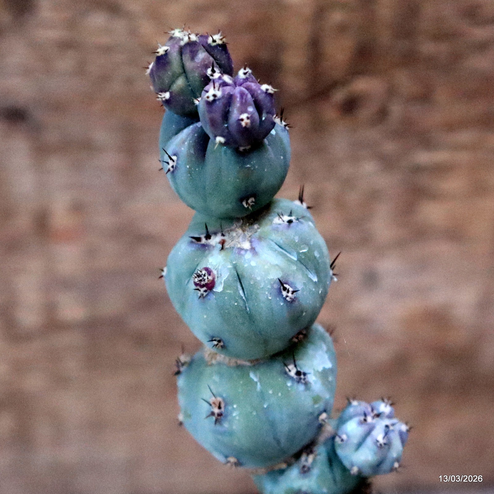 D7989 MYRTILLOCACTUS GEOMETRIZANS STACKER MONSTER GRAFT. pot6,5-H18-W5,5 cm MaMa