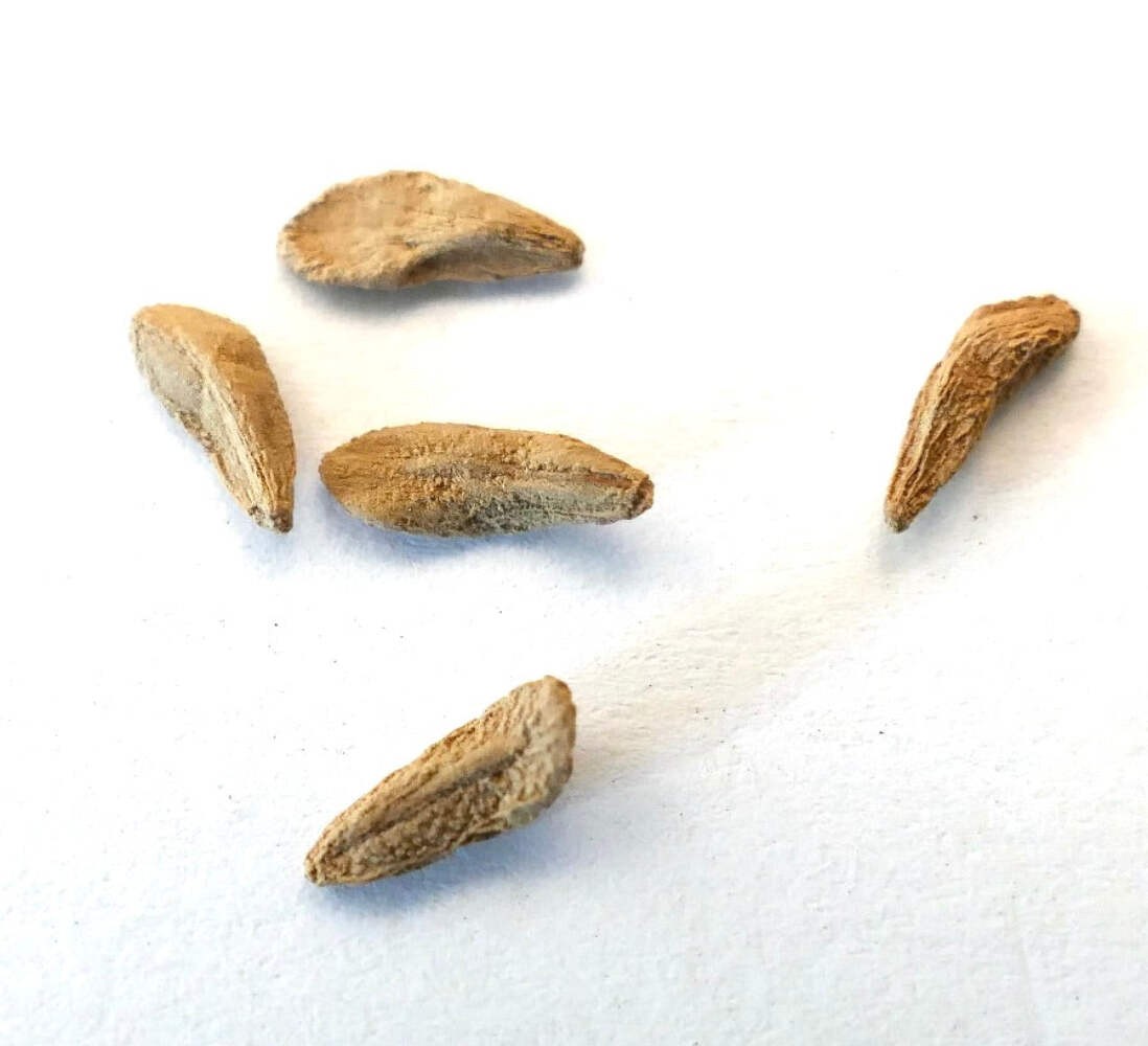 Pachypodium mikea SEEDS – BAOBAB CAUDEX