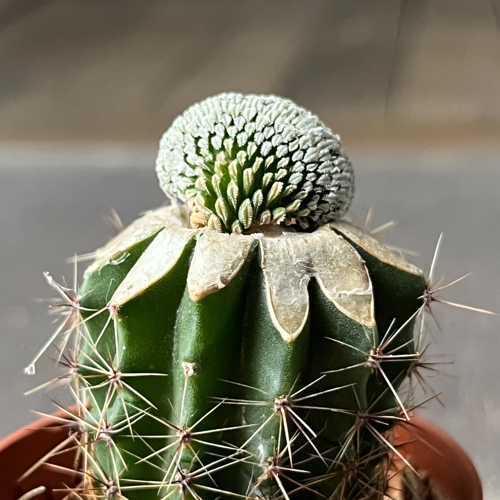 A14-4289 Mammillaria aselliformis f. cristata 2 pieces (Grafted)