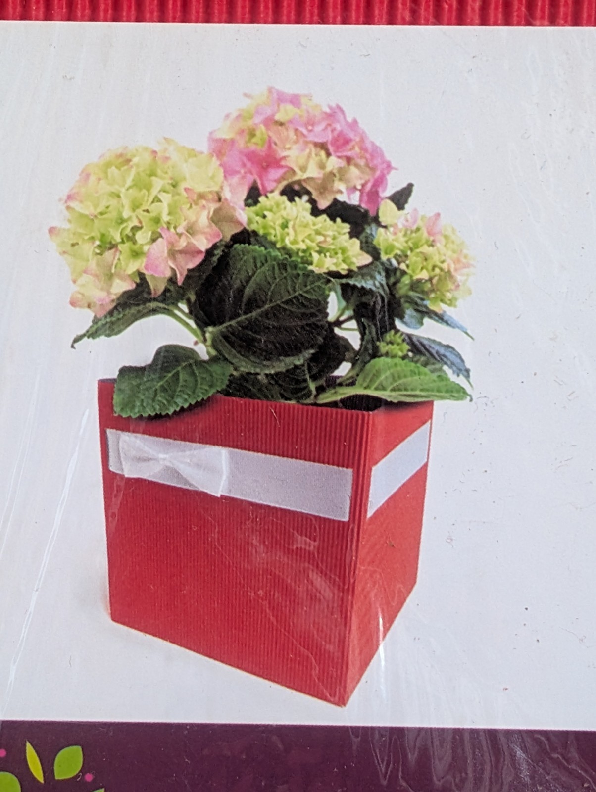 (30) Clayrtons Red Floral Arrangement Corregated Boxes Medium 4.75″Sq France NEW