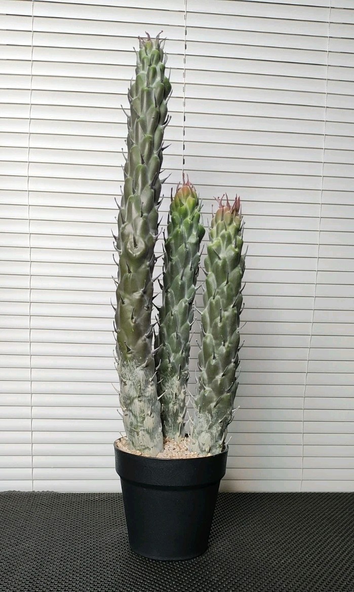 22″ Succulent Cactus Realistic Artificial Plant Home Office Decor Brand New