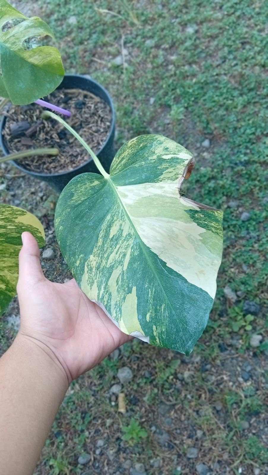 Real Picture Monstera Marmorata Threecolor Variegated 5 Leaves.