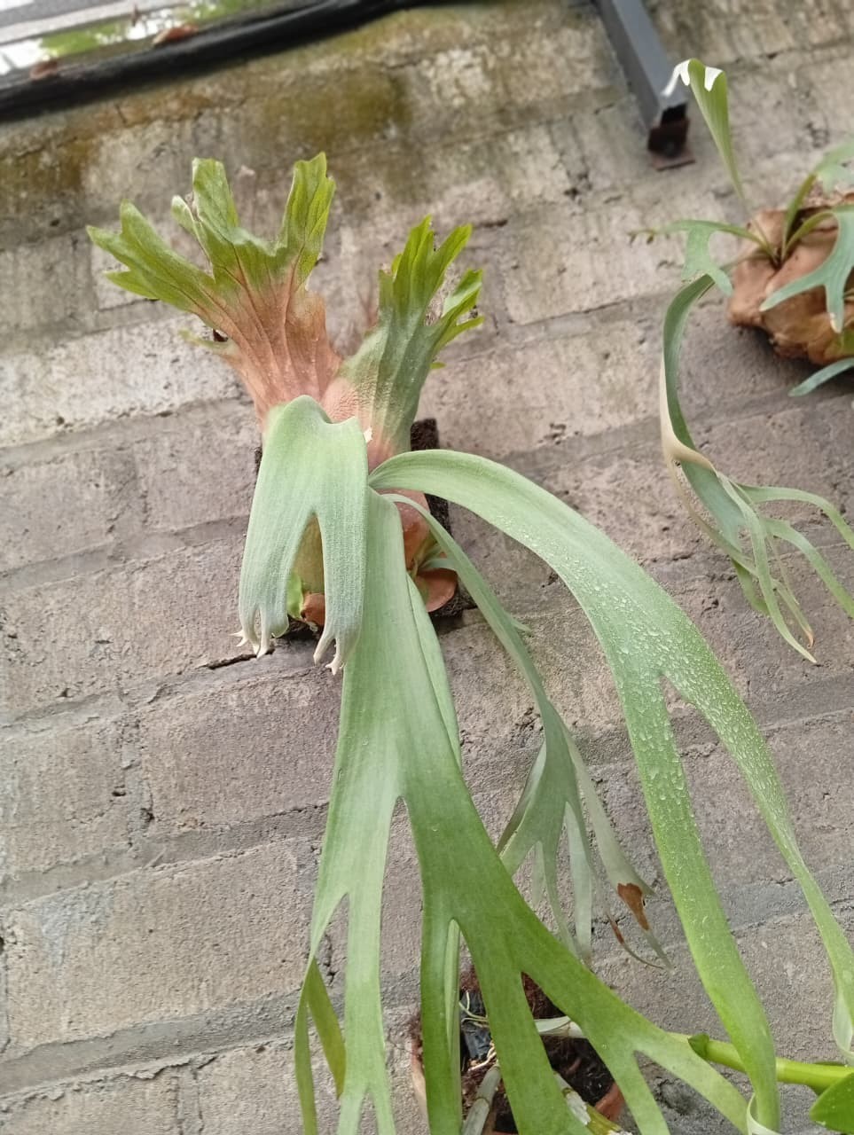 Real Picture Platycerium Willincki Wild Cat Medium Size