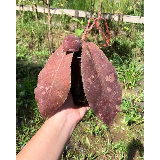 Hoya Undulata Red Rare Variegated, Real Picture, Aroid Houseplant