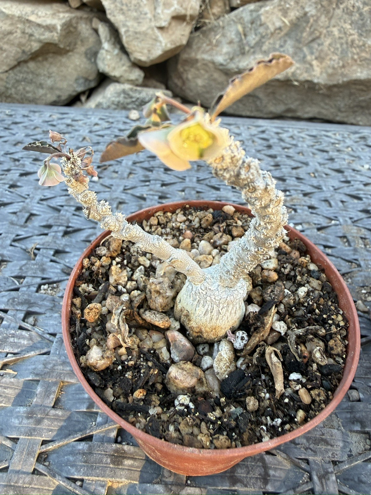 Euphorbia suzannae-marnierae