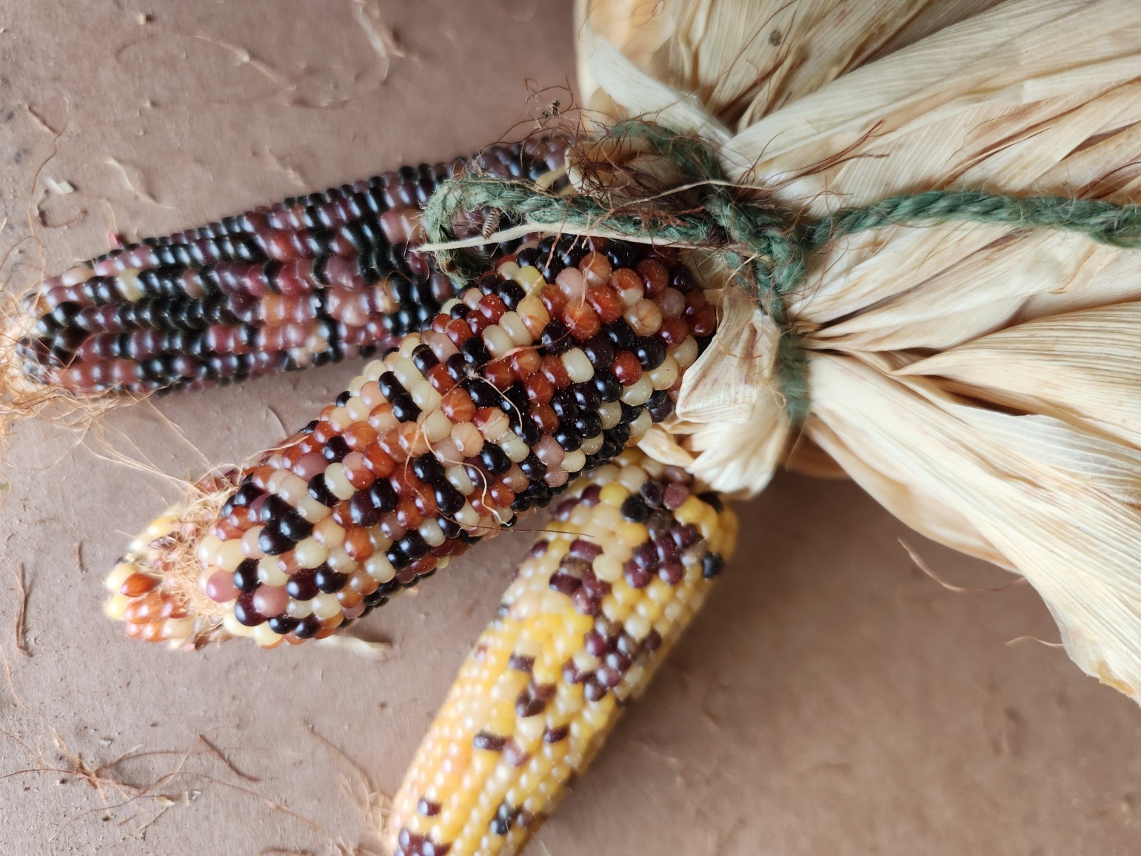 Mini Indian Corn, Approx 5″ Long – Thanksgiving, Fall, Decor, Small #6