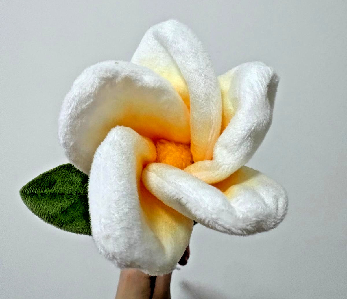 CJ Hendry Sydney / Singapore Native – Frangipani Flower