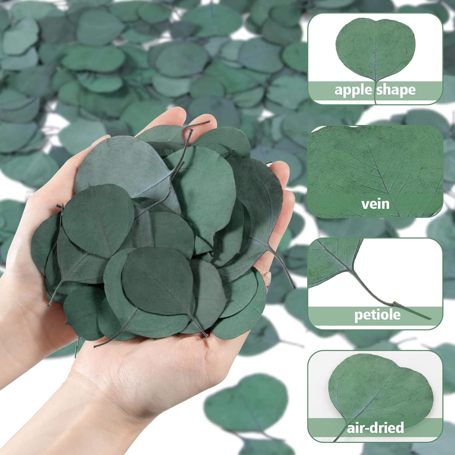 300PCS+ Real Eucalyptus Leaves for Shower – Dried Eucalyptus Leaves for Shower