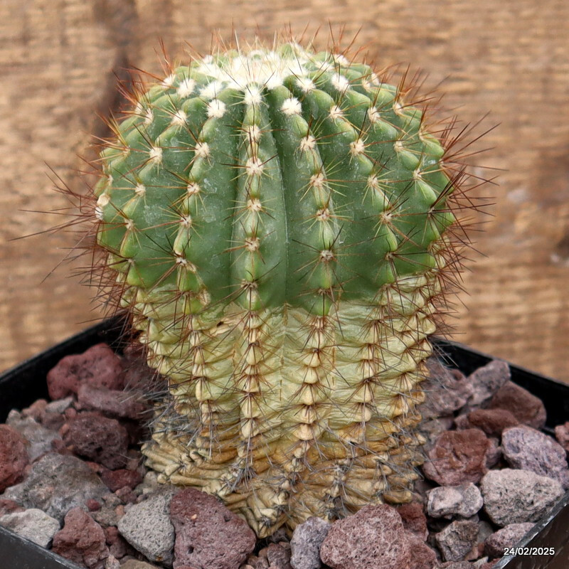 D3776 NOTOCACTUS ROSEULUTEOS pot14-H13-W9 cm MaMa cactus