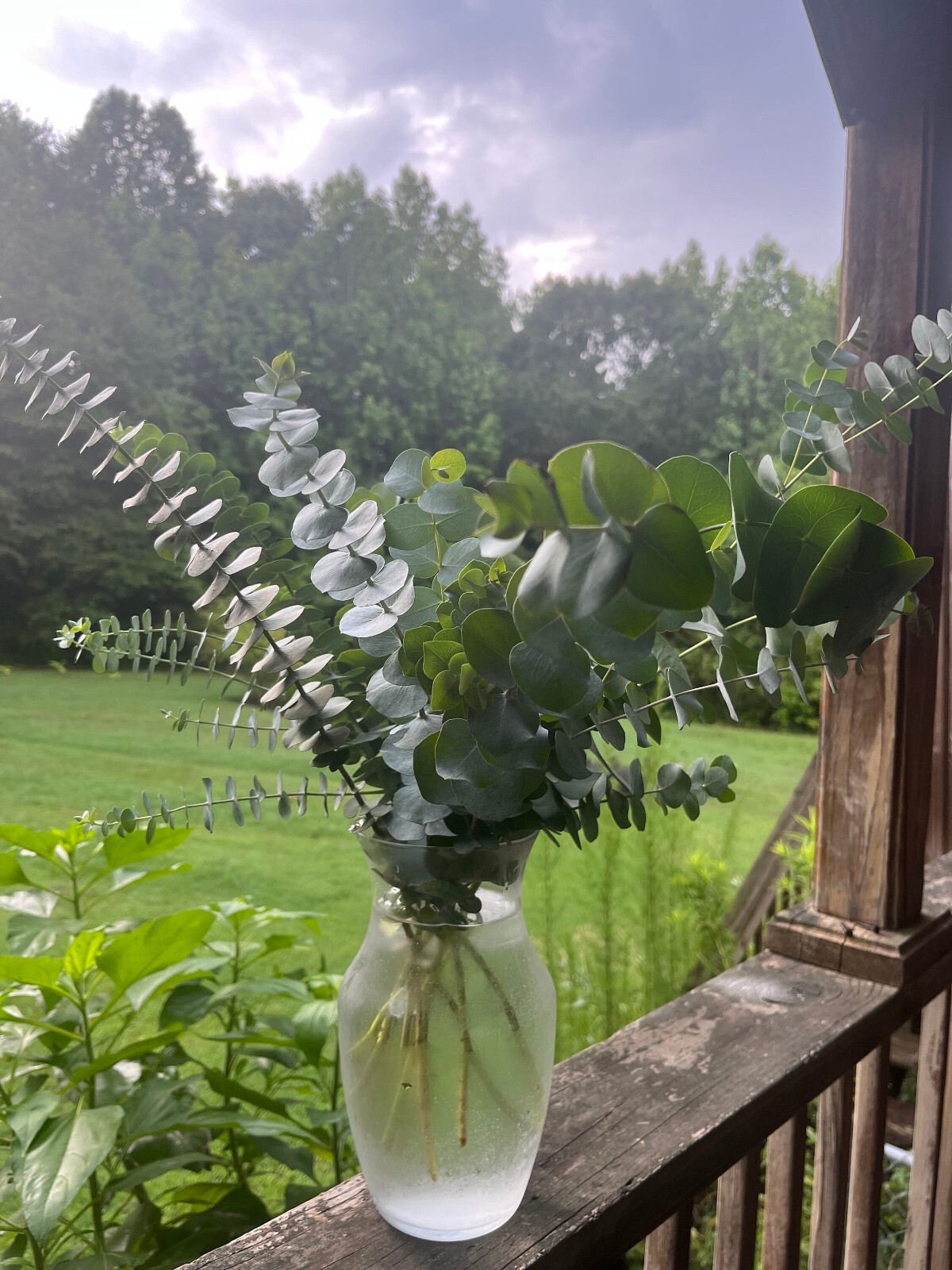 Fresh Eucalyptus Shower Bundle, Aromatic Eucalyptus Bunch for Decor, Weddings
