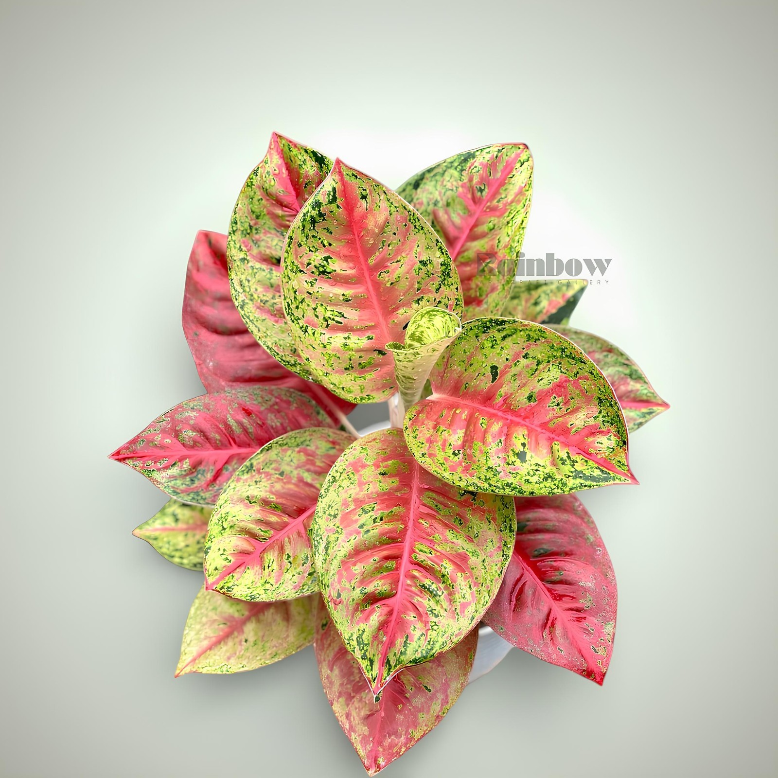 Aglaonema Mahasety Beatiful Ornamental Plant