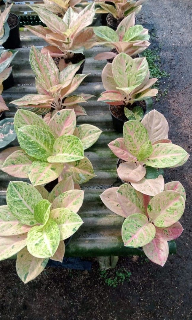 Real Picture Aglaonema Emerald Beautiful Rare Plant