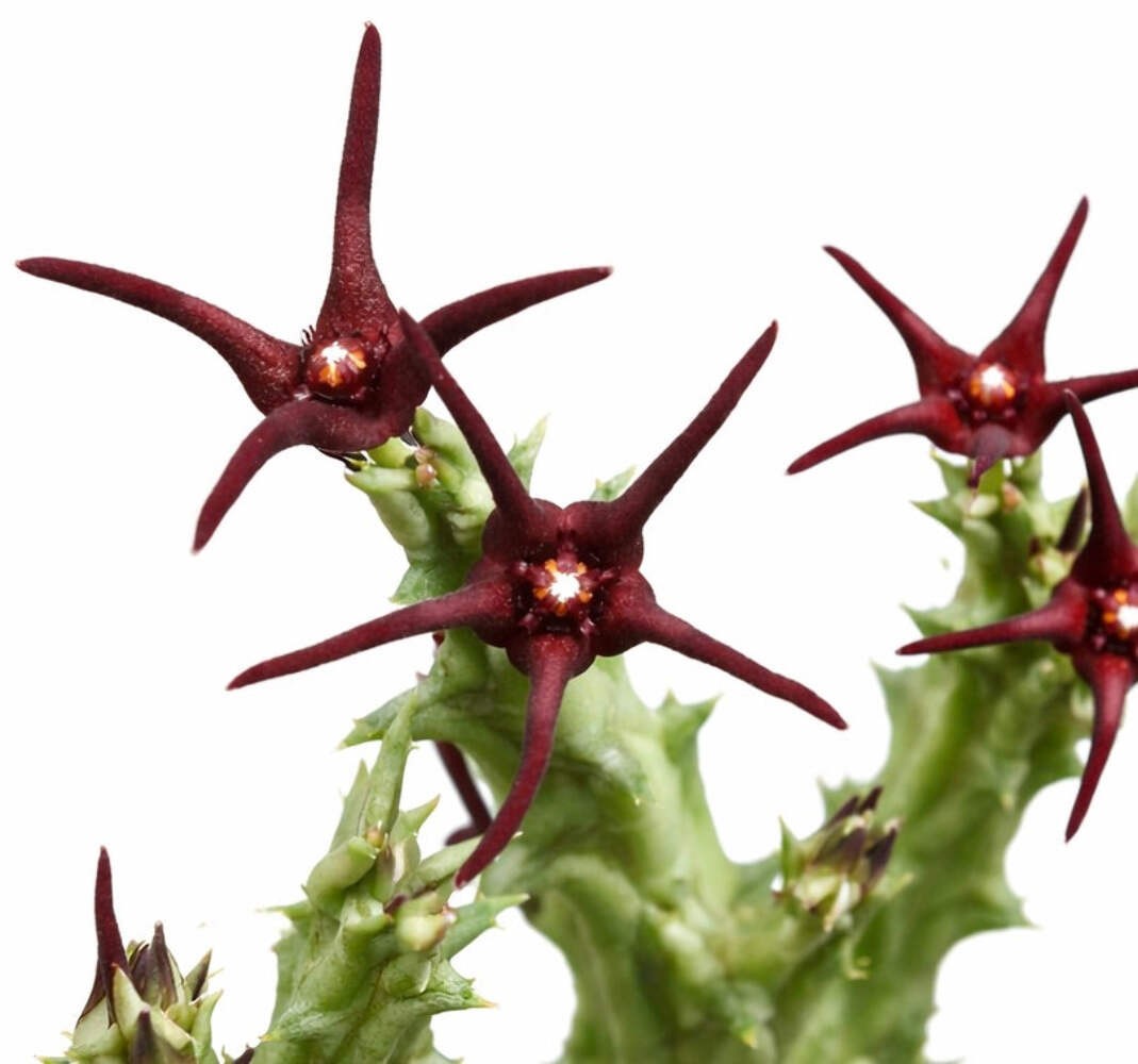 Caralluma baldratii – Caralluma | Baldratii caralluma
