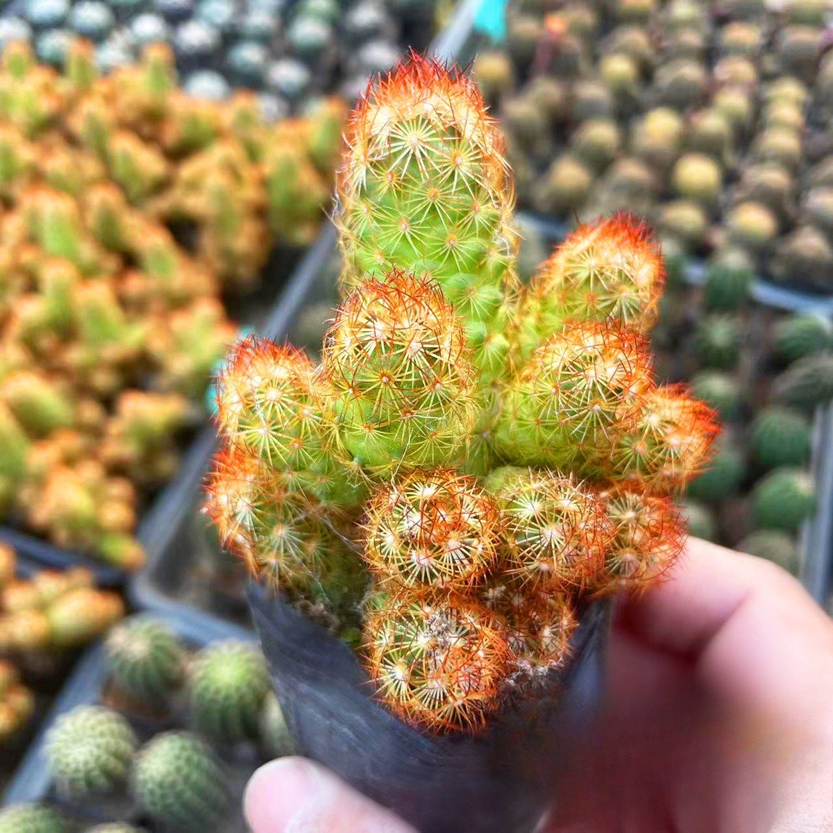 Mammillaria Elongata Lady Finger Live Cactus Copper King, Plants Rare Plants US