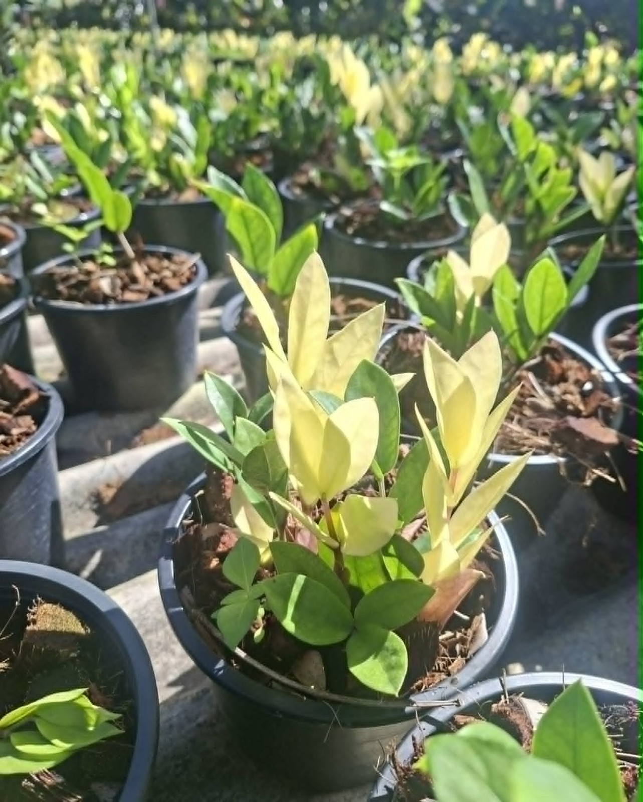 scientific name: Ficus microcarpa L.f. ‘Golden Leave’ f.microcarpa02