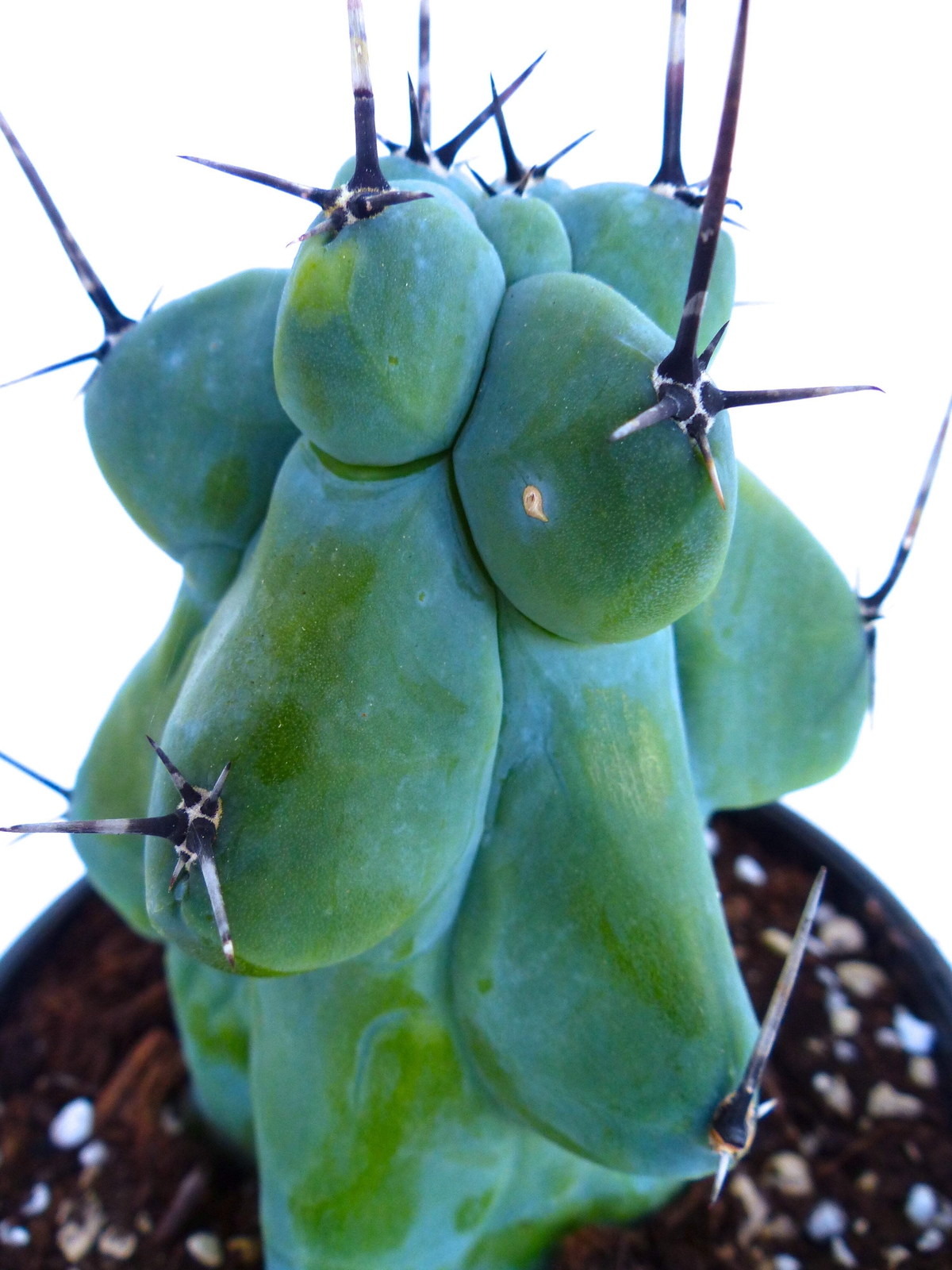 Myrtillocactus geometrizans cv FUKUROKURYUZINBOKU 5-15cm –