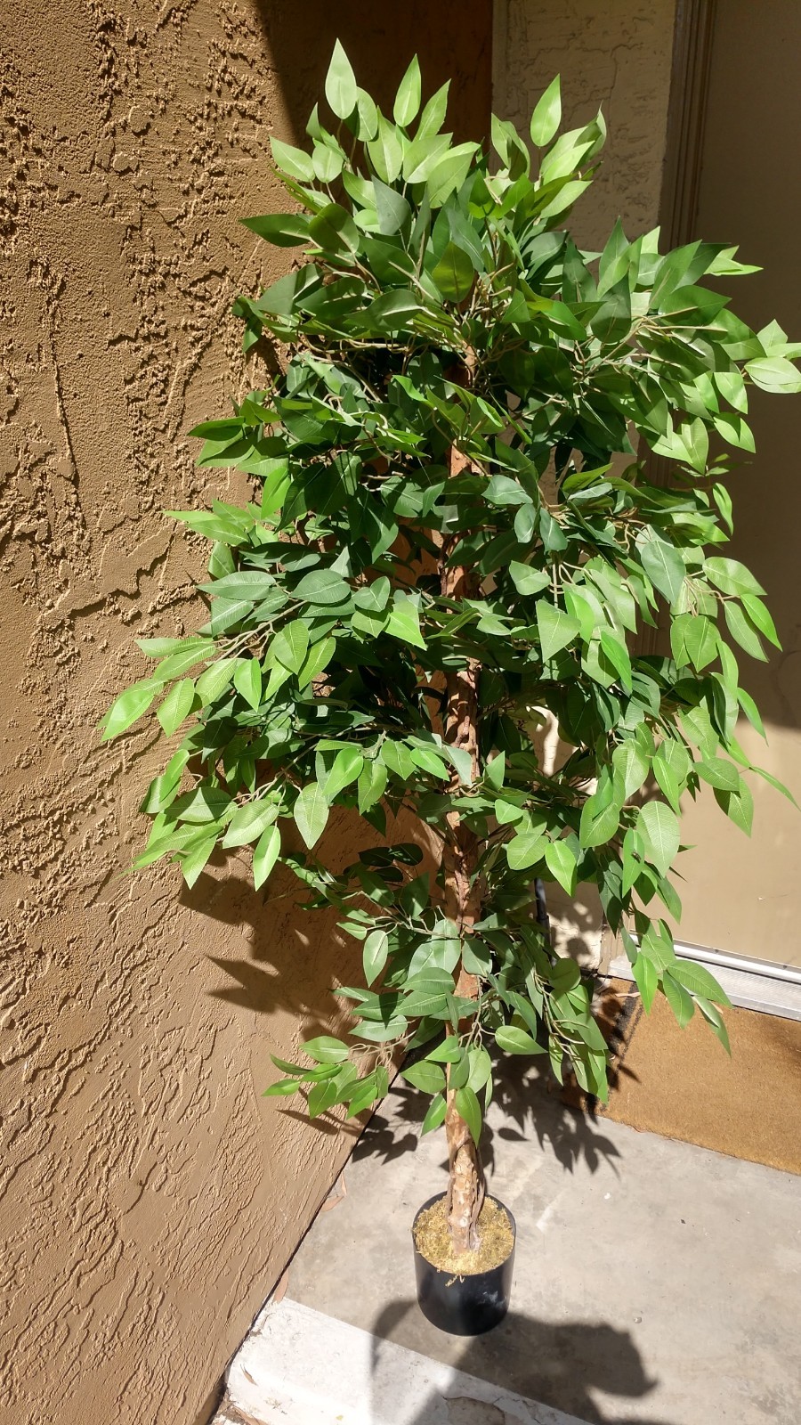 Pre-owned 6′ Artificial Ficus Tree, 2-Piece, Simple Piecing/Separation- Good