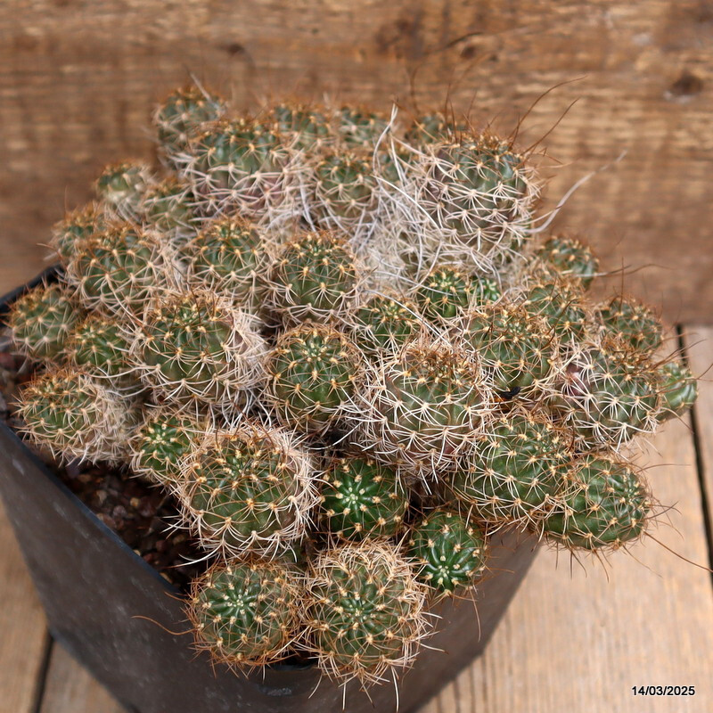A2708 LOBIVIA WRIGHTIANA pot14-H11-W20 cm MaMa Cactus