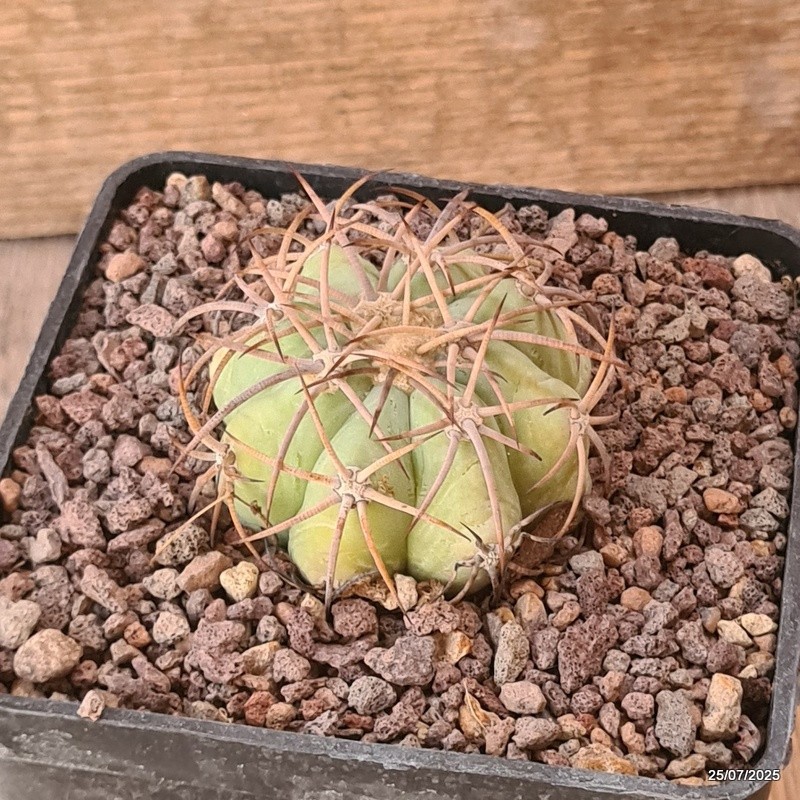 D5535 ECHINOCACTUS HORIZONTHALONIUS PC 72 LA LUZ COAHUILA pot10-H4-W5,5 cm Ma