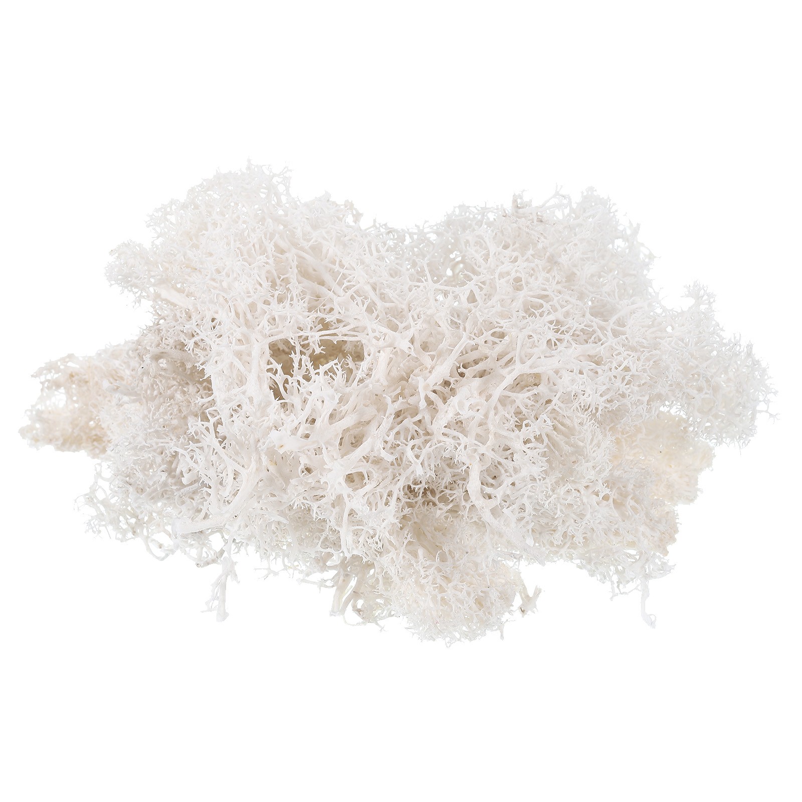 1.8 OZ Fake Moss Preserved Reindeer Moss Artificial Moss Lichen White