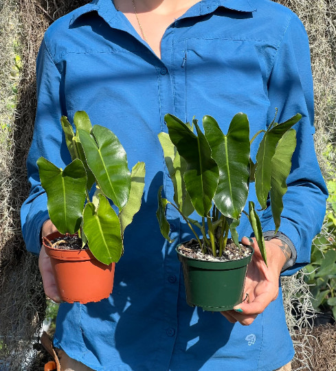 Burle Marx Philodendron Rooted with 4 inch Pots | Indoor & Outdoor Live Tropical
