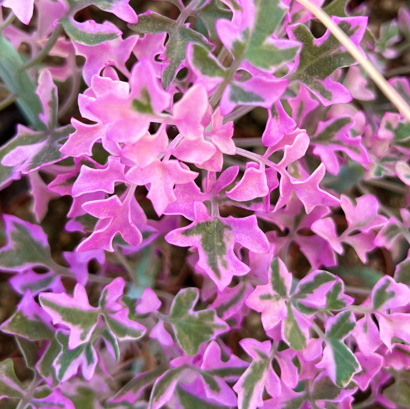 Senecio articulatus VARIEGATED – Candle Plant | Hot Dog Cactus | Jelly Bean Plan