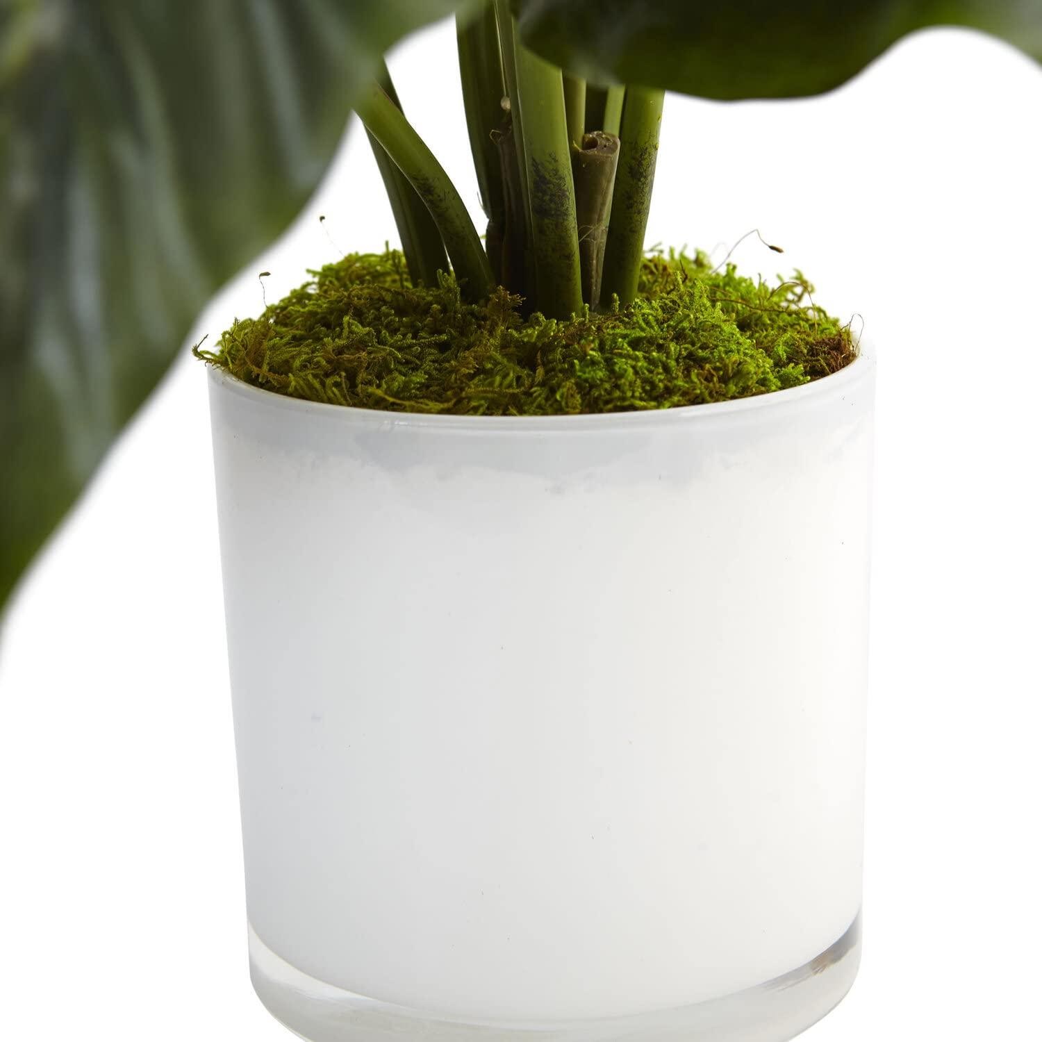 Nearly Natural Spathiphyllum Artificial Flowering Peace Lily in Glossy Glass Pla