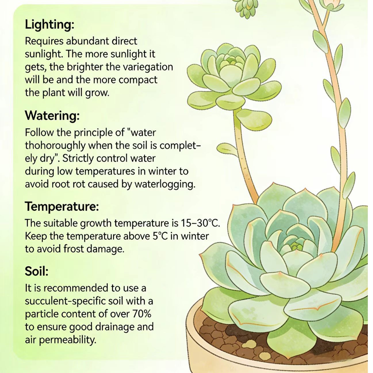 Rare Succulent Plants | Live House Plants for Home Office and Garden Decor