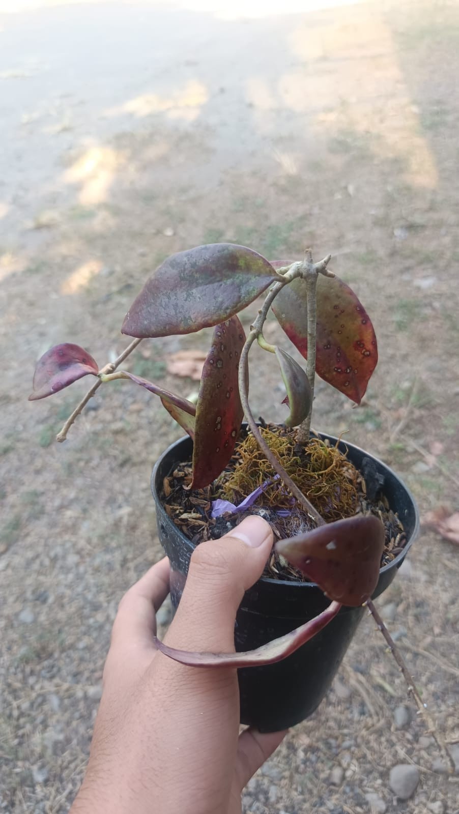 Real Picture Hoya Minahasae Red Sp Celebes