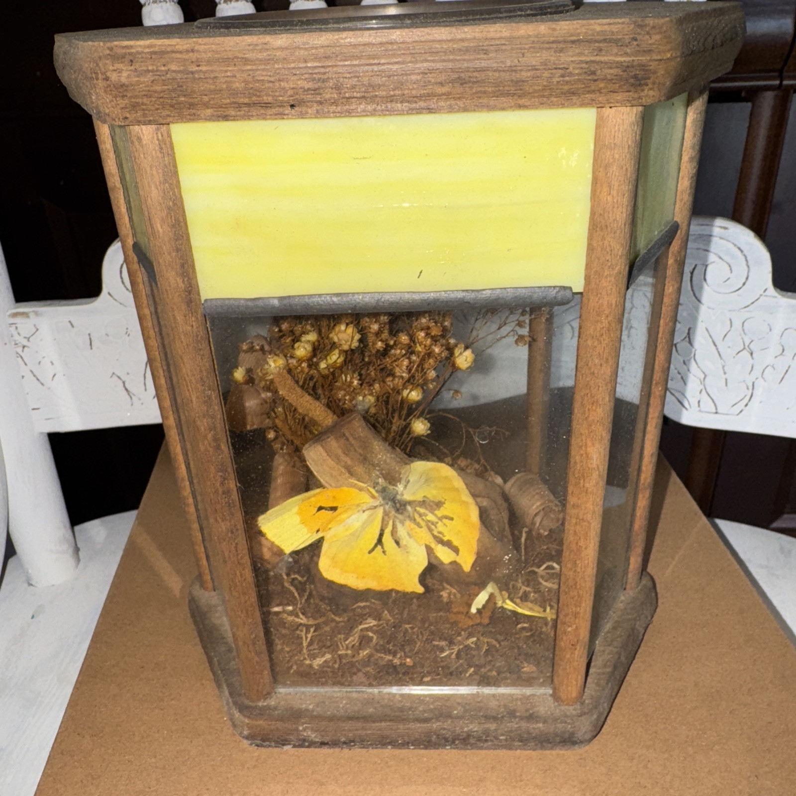 Butterfly Taxidermy Stichophthalma howqua Male Jungle Queen Glass Case Vintage