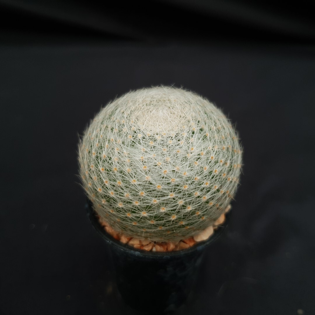 H13: Mammillaria lenta