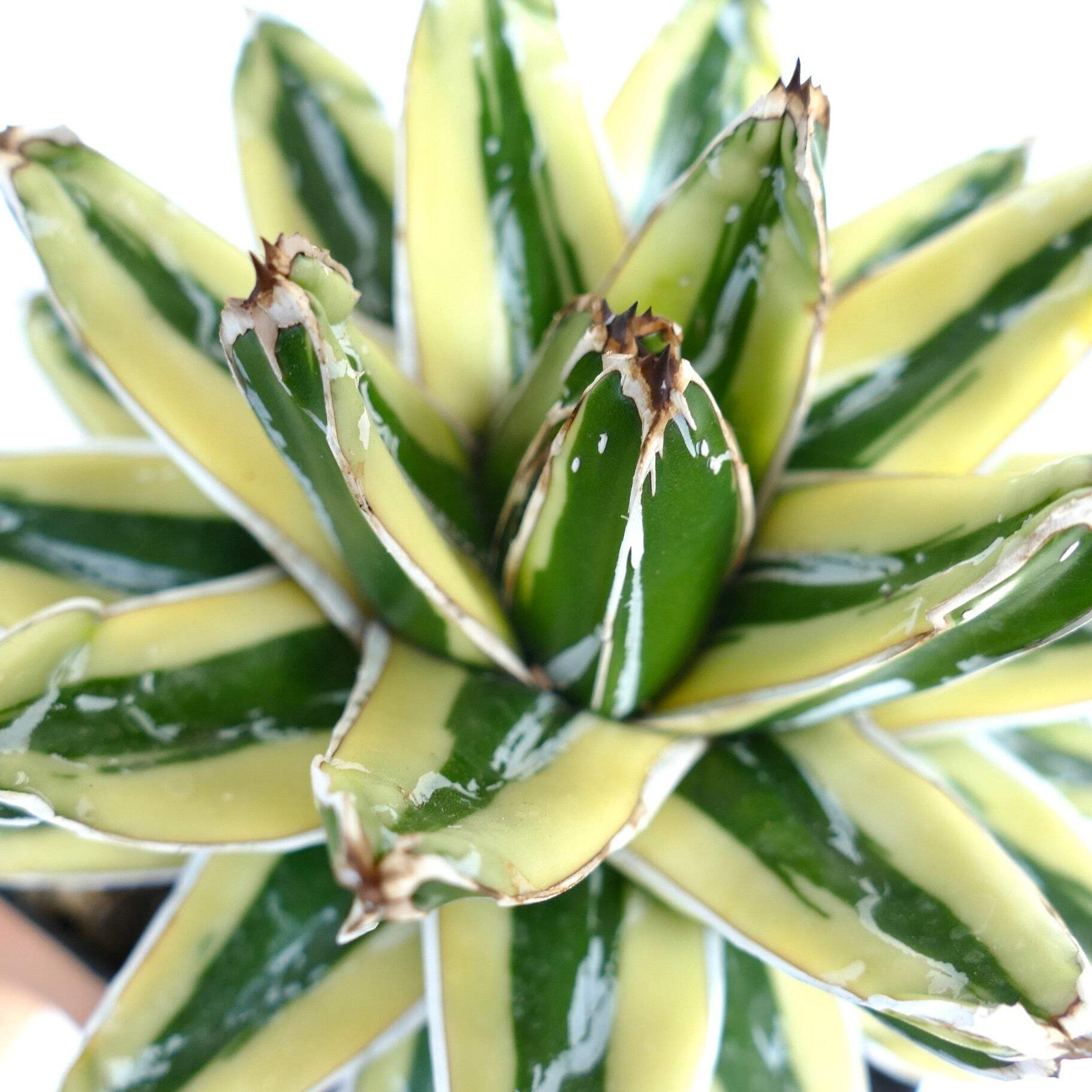 Agave victoriae-reginae cv KIZAN –