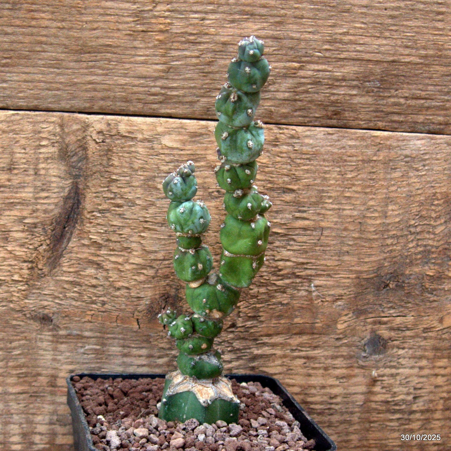 D7232 MYRTILLOCACTUS GEOMETRIZANS STACKER MONSTER GRAFT. pot10-H17-W5 cm MaMa Ca