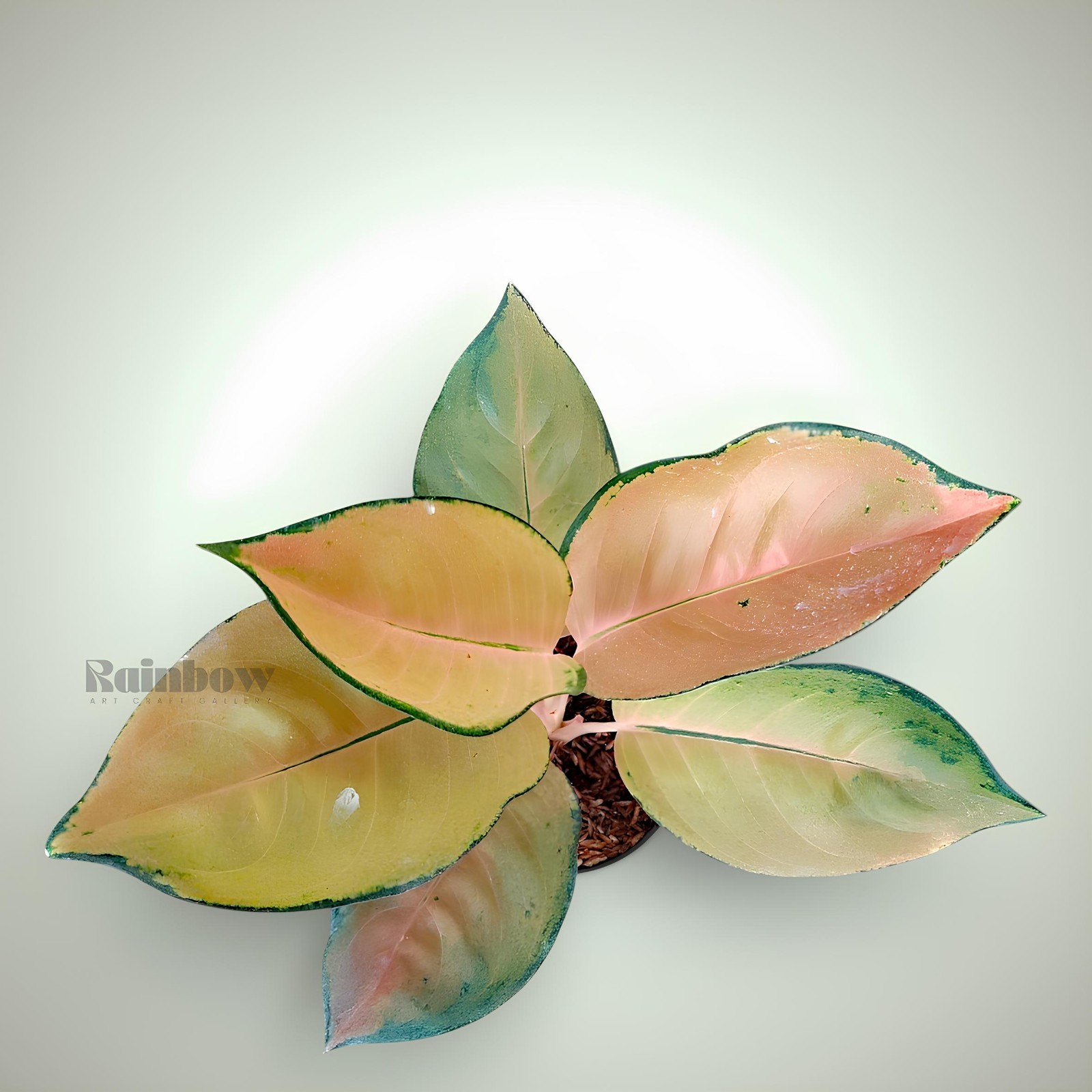 Aglaonema Sultan Brunei Beatiful Ornamental Plant