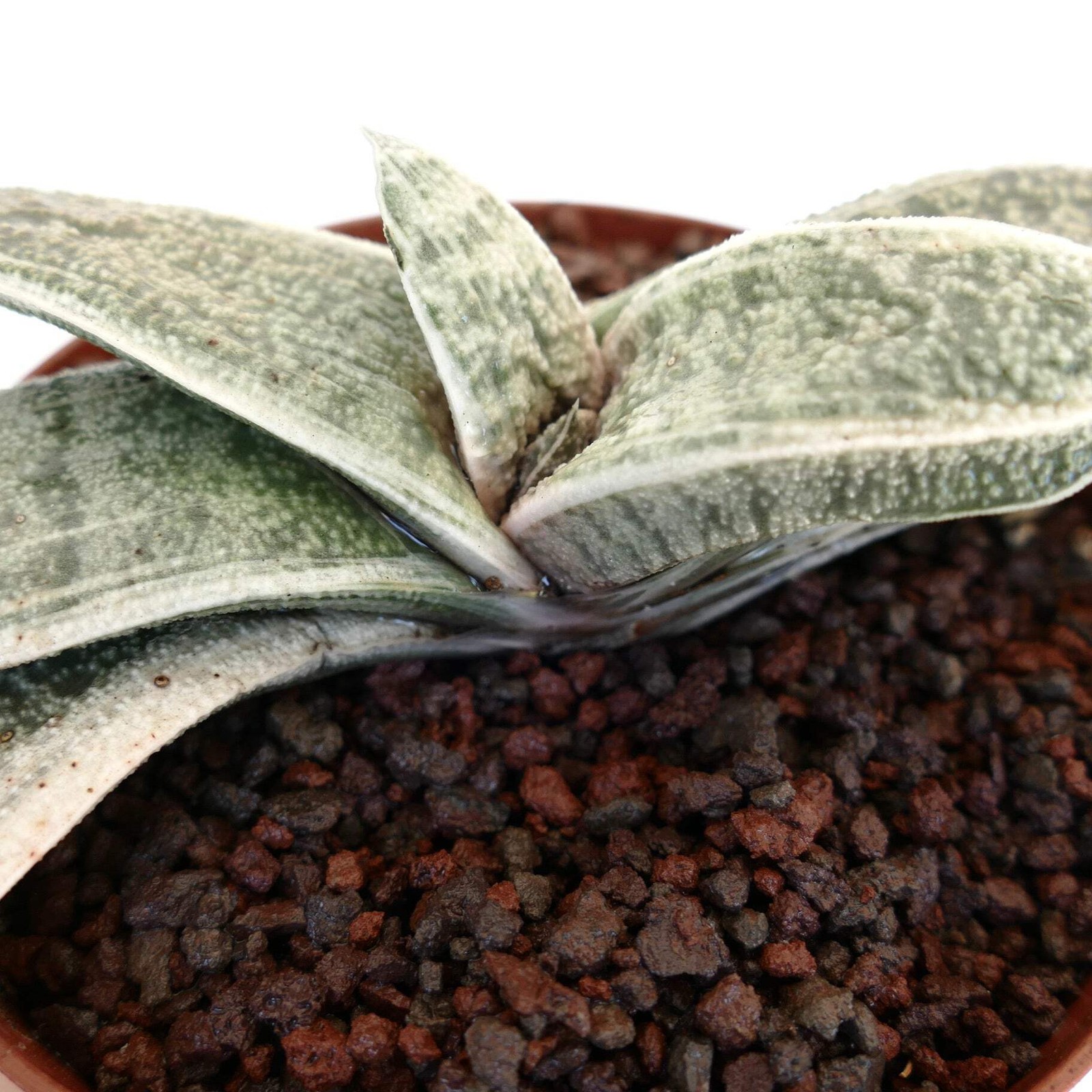 Gasteria batesiana WHITE VARIEGATED cv. ‘Carrara Marble’ – Bates’ gasteria | Whi