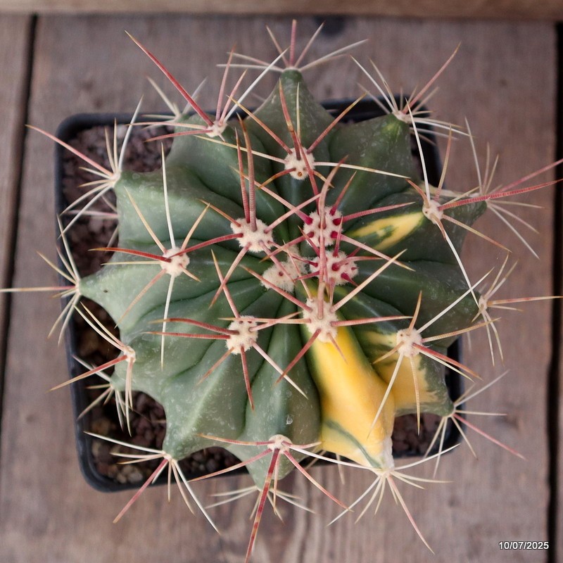 D5210 FEROCACTUS STAINESII VARIEGATED pot12-H12-W13 cm MaMa Cactus